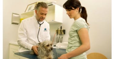 Aumentam pedidos de eutanásia de cães e gatos