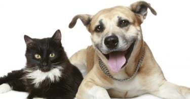 OMV promove Curso de Etologia e Bem-Estar Animal de Cães e Gatos