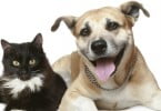 Petsitting cresce no mercado brasileiro
