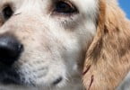 Cães podem sentir sofrimento dos donos