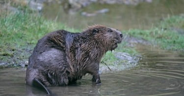 Castores selvagens avistados em Inglaterra devem ser enviados para zoo