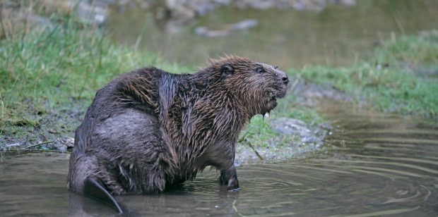 Castores selvagens avistados em Inglaterra devem ser enviados para zoo