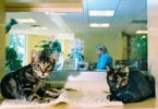Empresas desenvolvem material e equipamento clínico com design cat friendly