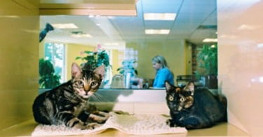 Empresas desenvolvem material e equipamento clínico com design cat friendly