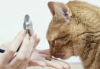 Primeiro hospital público para animais do Brasil já está a funcionar