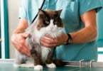 Investigadores do Royal College procuram marcadores genéricos para doença renal crónica felina