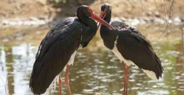 Zoo de Lourosa recebe casal de cegonhas pretas
