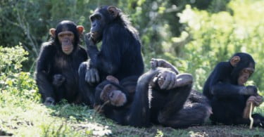 Macacos reagem a situações de injustiça