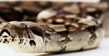 Veneno de cobra eficaz contra cancro de pele