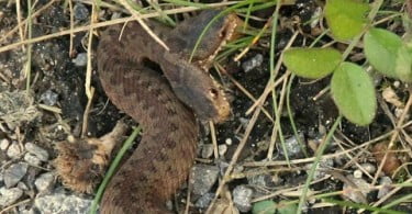 Fotografada cobra de duas cabeças na Grã-Bretanha