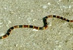 Veneno de cobra coral pode ajudar a tratar esquizofrenia