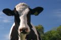 Vacas com nome dão mais leite