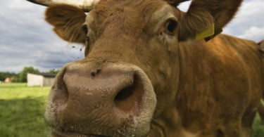 Registado caso de BSE na Suíça