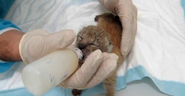 Centro de Silves tem seis novas crias de lince-ibérico