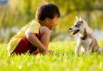 Cães distinguem expressões alegres e zangadas em humanos