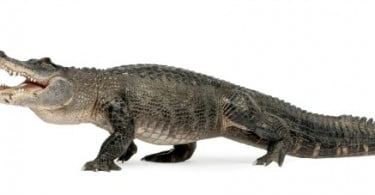 Sahitisuchus fluminensis