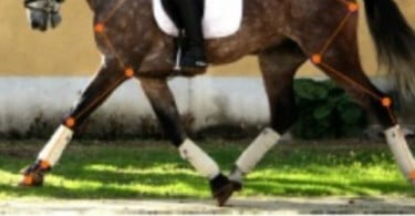 Biomecânica e avaliação do desempenho desportivo em equinos