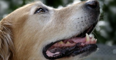 Lisboa recebe Congresso Europeu de Odontologia Veterinária