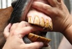 Curso de Odontologia em Equinos