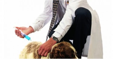 Virbac Spring Dermatology Webinar Series