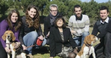 Novo tratamento cura diabetes em cães numa só sessão