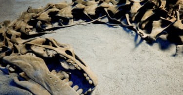 Descobertos embriões de dinossauros com mais de 190 milhões de anos