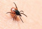 Borreliose de Lyme em destaque durante o mês de maio