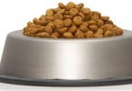 Comida de cão contra a má nutrição