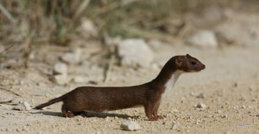 Doninhas e ratos almiscarados propagam toxoplasmose nos EUA