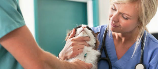 3º Congresso Internacional de Enfermagem Veterinária - Queremos ter um programa diversificado