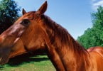 1.º Seminário de Gestão para Médicos Veterinários de Equinos