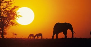 Comissão Europeia financia combate ao crime contra vida selvagem