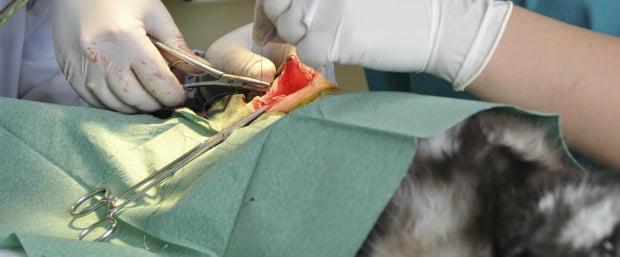 Ovariectomia suficiente para esterilização?