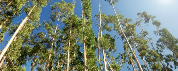 Quercus quer suspensão da introdução de nova espécie de vespa exótica