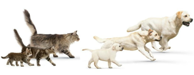 Royal Canin aposta em nutrição para fase de crescimento