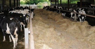 Investigadores querem criar explorações agropecuárias inteligentes