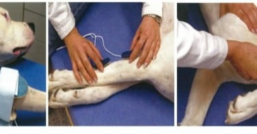 Curso de Fisioterapia e reabilitação canina