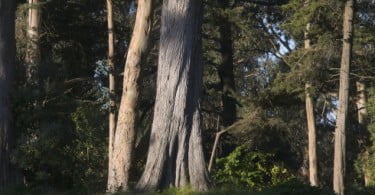 Fragmentação florestal acelera extinção de faunas autóctones