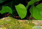 Encontradas duas novas espécies de formigas em Portugal