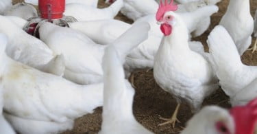 México declara estado de emergência devido a gripe aviária