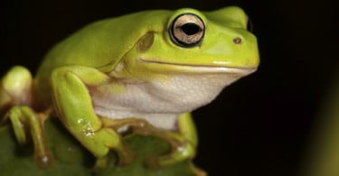 Comércio de animais responsável por fungo em anfíbios