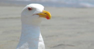 Gaivotas e praias são reservatórios para bactérias multirresistentes