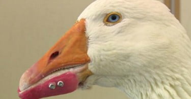 Ganso recebe prótese de bico artificial