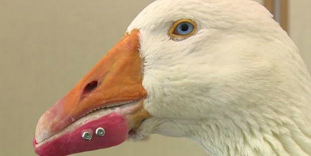 Ganso recebe prótese de bico artificial