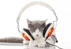 Música erudita ajuda gatos a relaxar durante cirurgias