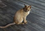 Gatos de raça birmanesa com mais probabilidade de sofrerem de diabetes