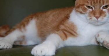 Gato com anomalia genética nasce com 26 dedos