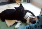 Clínica polaca conta com gato enfermeiro