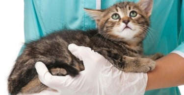 OMV lança vídeo Gatos em Sociedade