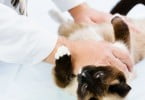 Investigadores portugueses identificam oncocercose em gatos pela primeira vez na Europa